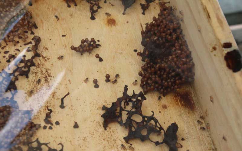 ‘ผึ้งชันโรง’…ปั้นรายได้-รักษ์สิ่งแวดล้อม อาชีพเสริม‘กลุ่มสตรีบ้านโปร่งสำโรง’