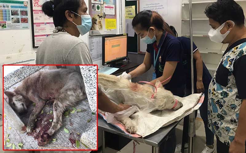 สงสาร'เจ้าขาว'สุนัขจรจัด! ถูกยิงขาทะลุติดเชื้อรุนแรง วอนตามคนใจร้ายรับผิด