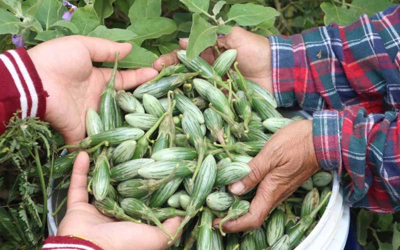 กลุ่มสตรีหัวหิน ปลูกผักสวนครัวปลอดสารพิษ สร้างรายเป็นอย่างดีในชุมชน