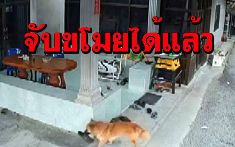 จับได้แล้วโจรขโมยรองเท้า!'เจ้าถุงเงิน ถุงทอง'ลูกสุนัขพันธุ์บางแก้วนี่เอง(คลิป)