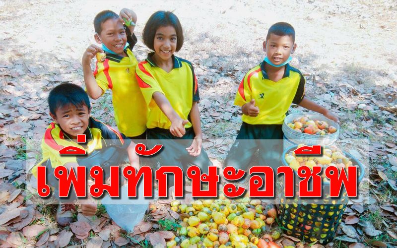 นร.บ้านปากคลองเก็บ ‘เม็ดมะม่วงหิมพานต์’ สร้างรายได้เพิ่มทักษะอาชีพ