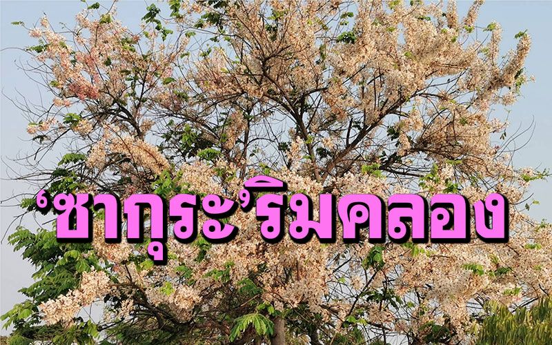 มาบุรีรัมย์แวะชม! 'ซากุระเมืองไทย'ริมคลองละลมโบราณ ออกดอกบานสะพรั่งรับหน้าร้อน