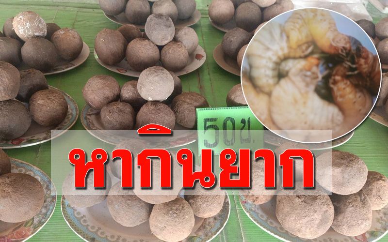 เคยกินไหม? ‘บักเบ้า’ ของแปลกหากินยากอาหารพื้นเมือง จ.เลย