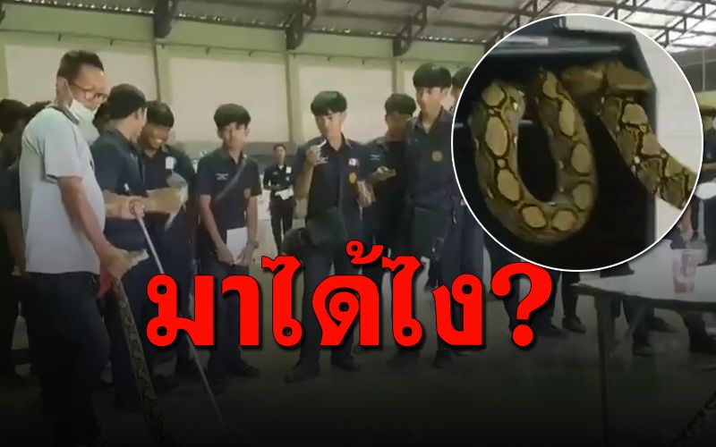 นศ.แตกตื่น! ‘งูเหลือมยักษ์’ ยึดโพเดียมหอประชุมวิทยาลัยเทคนิคกระบี่