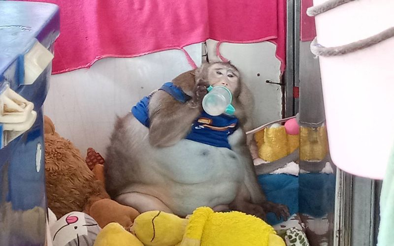 โอ้นั้นมันบักแตงโม! ทีมสัตวแพทย์รับ ‘เจ้าก๊อตซิล่า’ ดูแล หวั่นสุขภาพมีปัญหา