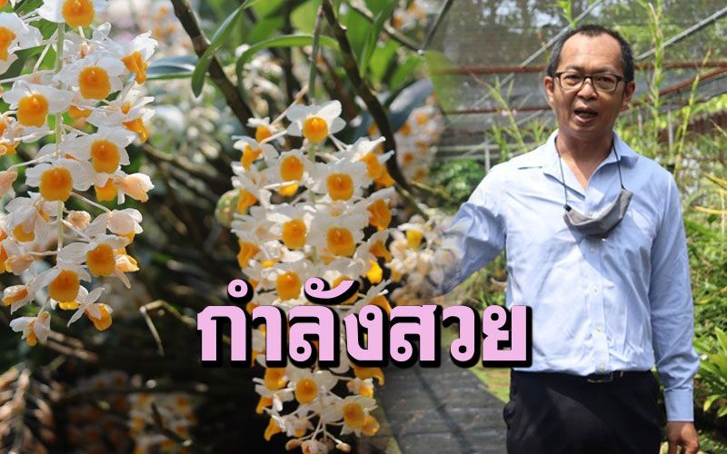 ร้อนแบบนี้ต้องไปชมกล้วยไม้หายากบน 'สวนพฤกษศาสตร์บ้านร่มเกล้า' พิษณุโลก