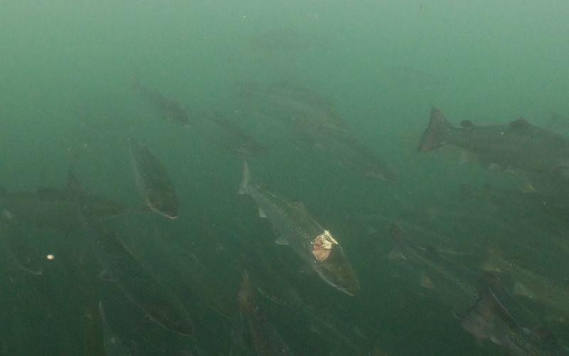 CIWF เผยความจริงที่น่ากลัว จากฟาร์มเพาะเลี้ยงปลาแซลมอนในสกอตแลนด์