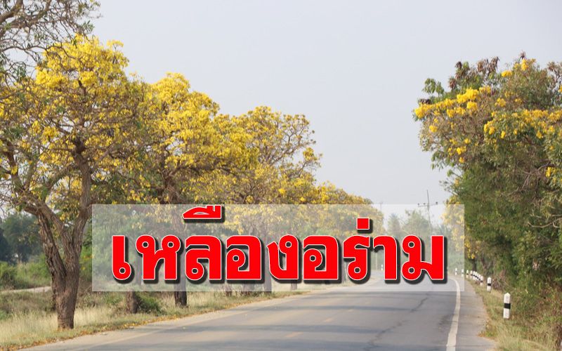 เบ่งบานตามฤดูกาล! ‘เหลืองปรีดียาธร’เหลืองอร่ามริมถนนสองฝั่ง