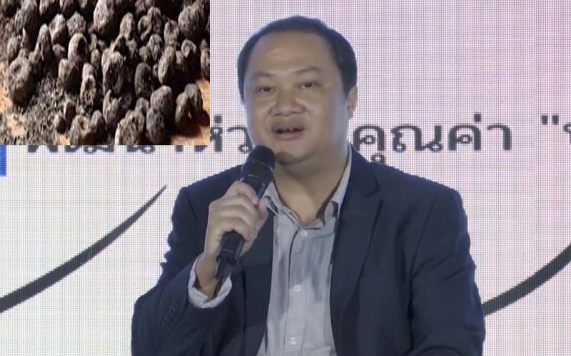 นักวิชาการพบ‘บุก’พืชความหวังแก้จนที่แม่ฮ่องสอน วอนรัฐปลดล็อกสถานะ‘ของป่า’