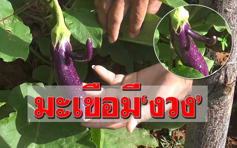 ฮือฮาอีกแล้ว! มะเขือยาวบ้าน ผบ.ทัพเรือภาคที่2 มี‘งวง’ เหมือนงาช้าง