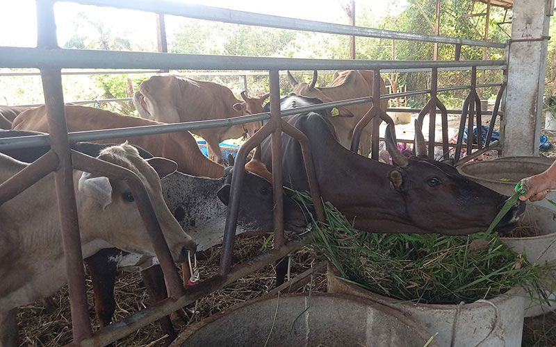 หนุ่มรปภ.เศร้า ถูกคนร้ายขโมยวัวคืนเดียว 6 ตัว ขณะล่ามไว้ในสวนปาล์ม