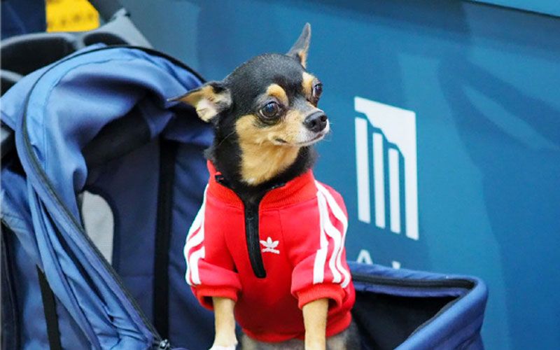 กูรูด้านพฤติกรรมสัตว์เลี้ยง  แชร์เคล็ดลับการเลี้ยงสุนัขในคอนโดฯ