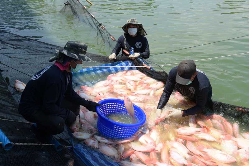 ‘คณะประมง ม.เกษตรศาสตร์-ซีพีเอฟ’ถ่ายทอดระบบการเลี้ยงสัตว์น้ำจืดสมัยใหม่ให้นิสิต