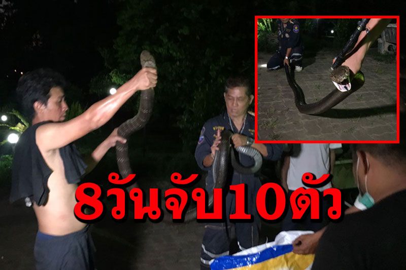 เปิดสถิติจับ'จงอาง'8วันเลื้อยเข้าบ้าน ปชช.10 ตัวเผยสาเหตุอากาศร้อน