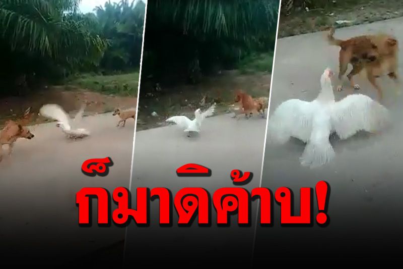 ให้รู้ซะบ้างแถวนี้ใครใหญ่! ‘เจ้าโถ’ ใส่เดี่ยวหมา2ตัวเดินตามเจ้าของมาในร้าน (คลิป)