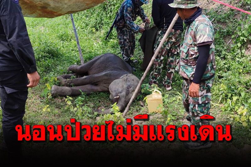 เศร้า! ชาวบ้านพบ ‘ลูกช้าง’ ป่วยนอนนิ่งในคูกันน้ำป่าสามพันไร่