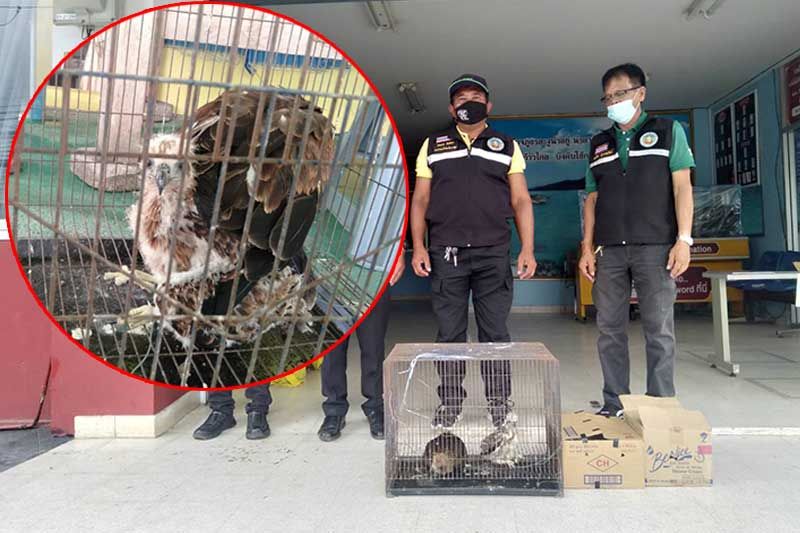 ตะครุบนักค้า! 'นกเหยี่ยวแดง'สัตว์ป่าสงวนฯ โพสต์ขายผ่านเฟสบุ๊ก