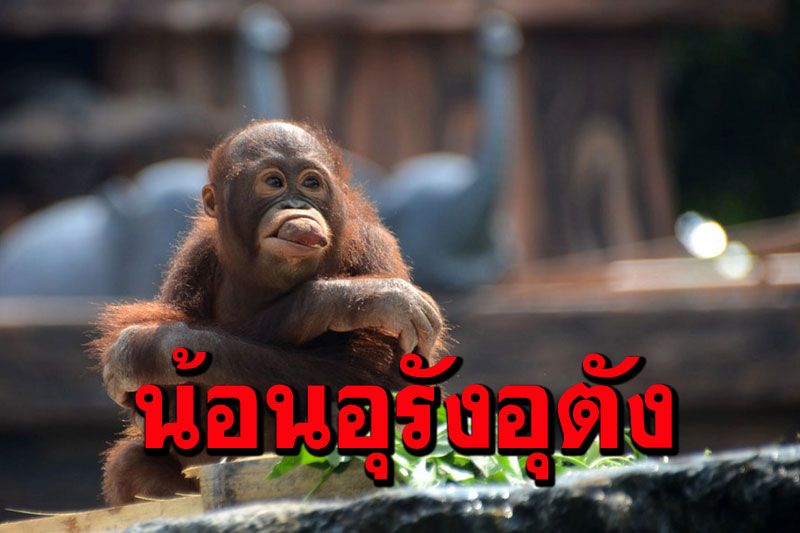 น่ารัก! รู้จัก‘อุรังอุตังสุมาตรา’ สัตว์ใกล้สูญพันธุ์ในอินโดนีเซีย