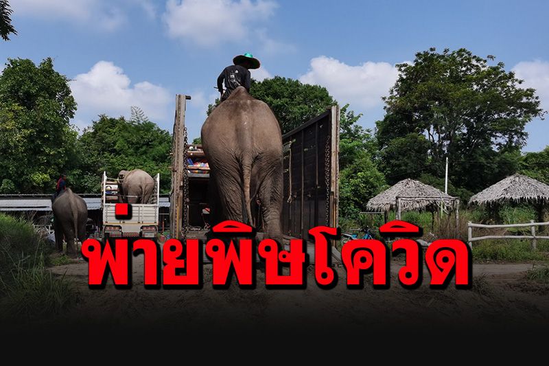 'ช้าง'ตกงาน! ครอบครัวควาญช้าง 6 เชือกจำใจทิ้งพัทยา กลับบ้านไปตั้งหลักบุรีรัมย์