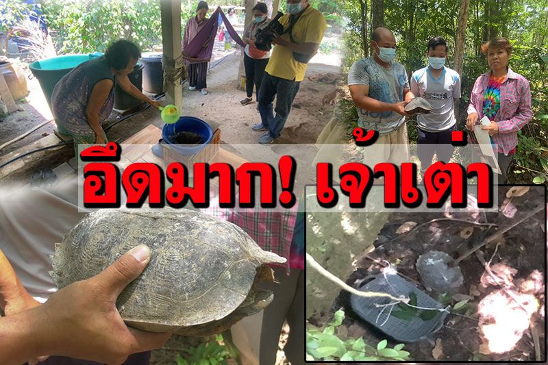 ชาวบ้านแจ้งกู้ภัยช่วย! เต่าตกบ่อร้างลึกนาน3เดือน ไม่กล้าบอกใคร กลัวโดนจับไปแกง