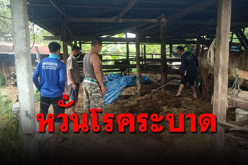 ชาวบ้านผวา! ลูกวัวจู่ๆล้มตายมีตุ่มขึ้นตามตัวคลายโรคระบาด ‘ลัมบี สกิน’