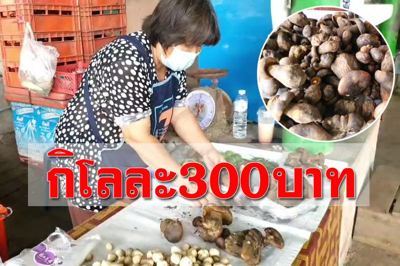 เมนูยอดฮิต! ‘เห็ดตับเต่า’ กิโลละ 300 บาท แกงใส่ยอดส้มป่อย กินช่วงฤดูฝน