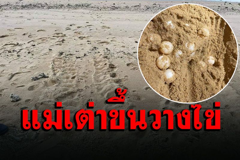 ข่าวดี! พบ ‘แม่เต่าตนุ’ ขึ้นวางไข่ที่หาดแหลมไผ่  ทต.ราไวย์จัดชุดดูแลเฝ้าระวัง