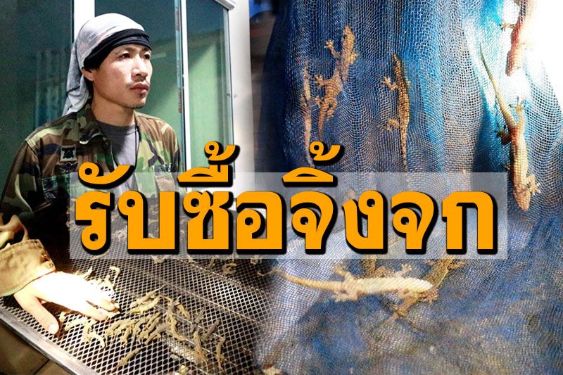 หนุ่มนครพนม! ตระเวนรับซื้อ'จิ้งจก'โลละ300 ตากแห้งส่งขายจีน แนะวิธีจับไม่ยาก