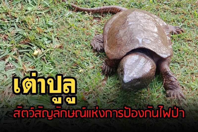 เคยเห็นไหม? ‘เต่าปูลู’ สัตว์สัญลักษณ์แห่งการป้องกันไฟป่าที่ใกล้สูญพันธุ์