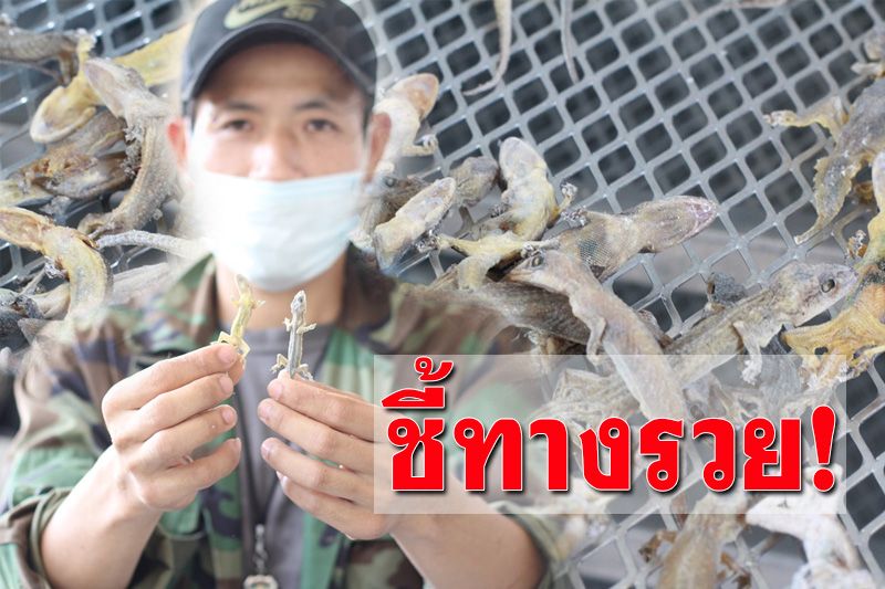 เปิดอกคุย! หนุ่มรับซื้อ ‘จิ้งจก’ ส่งออกจีนกิโลละ 1,000-1,200 บ.