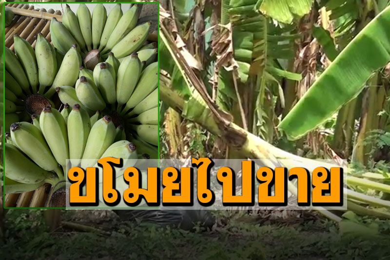 กล้วยน้ำว้าแพง! หัวขโมยตระเวนทั่วชุมชน ลักตัดไปขายหวีละ40บาท