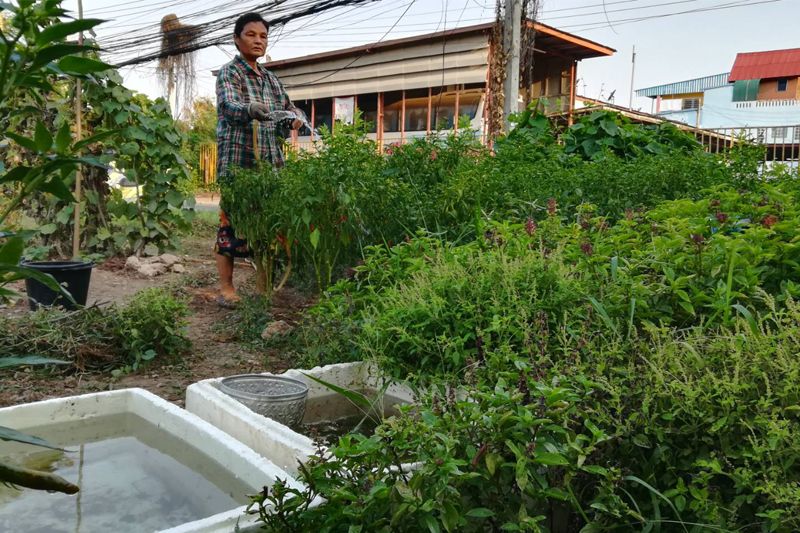 ชาวสองแคว ยืนหยัดทำสวนผักกลางเมืองสู้โควิดระลอก 3