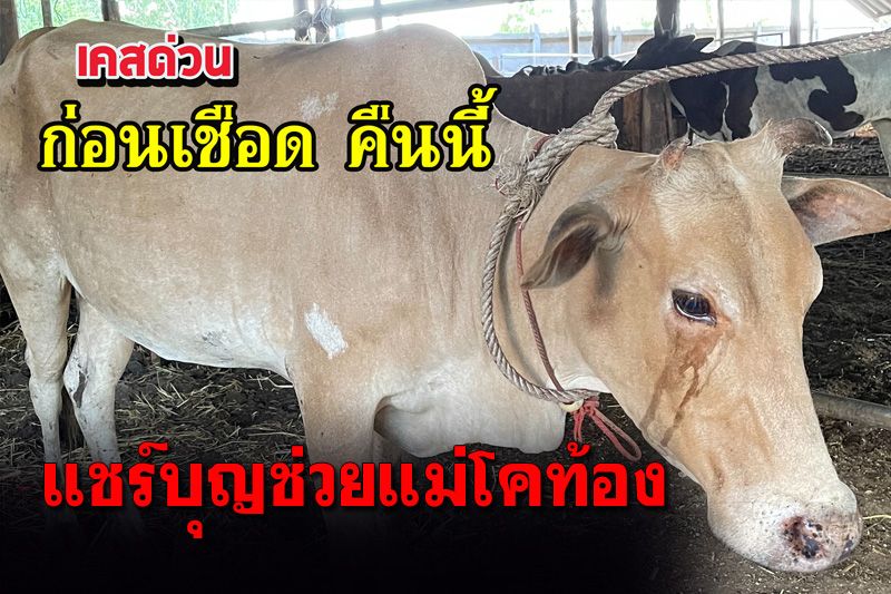 แชร์บุญ! เคสด่วนช่วย ‘แม่โคท้อง’ 2 ชีวิตก่อนถูกเชือดคืนนี้