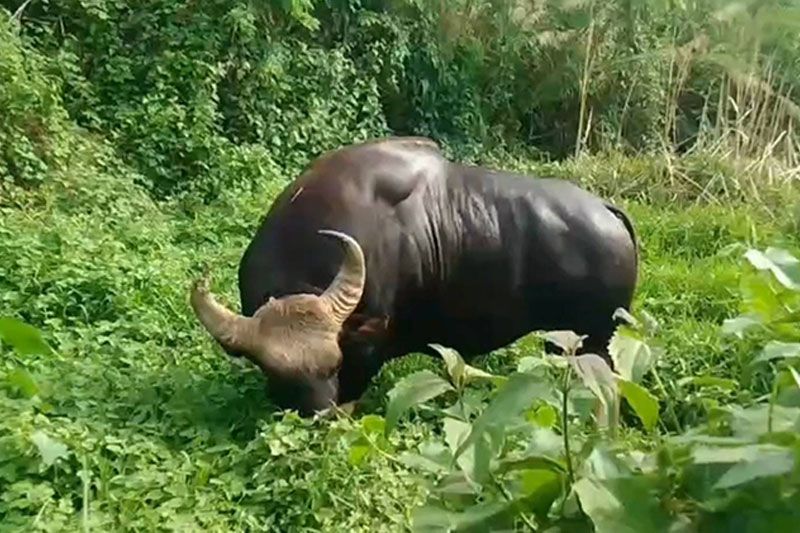 'เจ้าทองดี'กระทิงป่าแสนเชื่อง เดินลงเขาแผงม้า ออกหากินในไร่ข้าวโพด