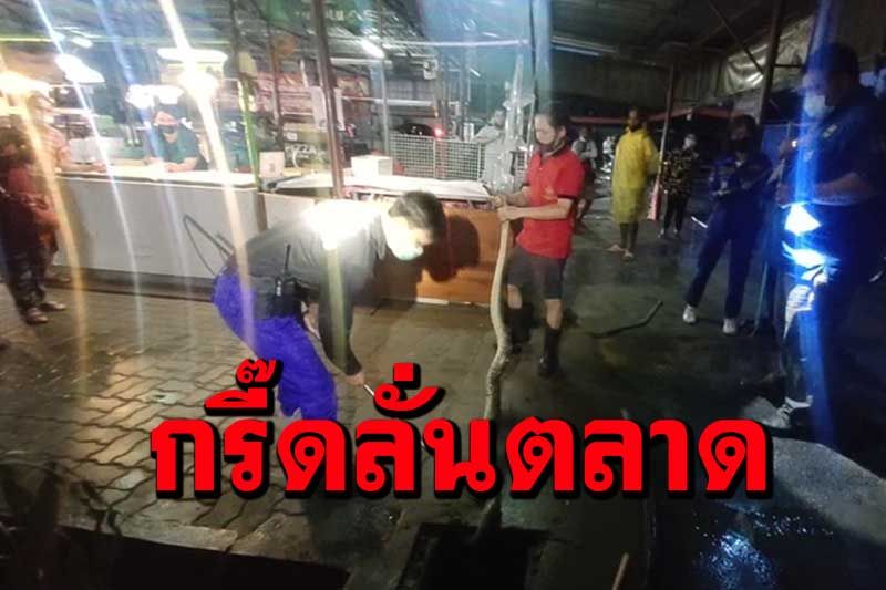 แม่ค้าแทบซ๊อกกรี๊ดลั่น งูเหลือมยาว5เมตรเลื้อยเข้าตลาดสด