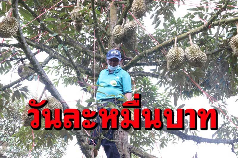 โอ้โห!! อาชีพคนตัดทุเรียนสร้างรายได้วันละกว่า 10,000 บาท
