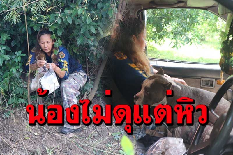 น้องหมาพิทบูล หลงทางซ่อนตัวในป่าริมคลองกลางทุ่งนา สภาพหิวโซ