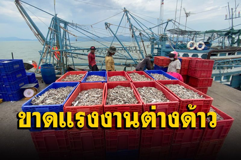 ธุรกิจประมงตราดกำลังแย่ขาดแรงงานต่างด้าว ราคาปลาทะเลตกต่ำ