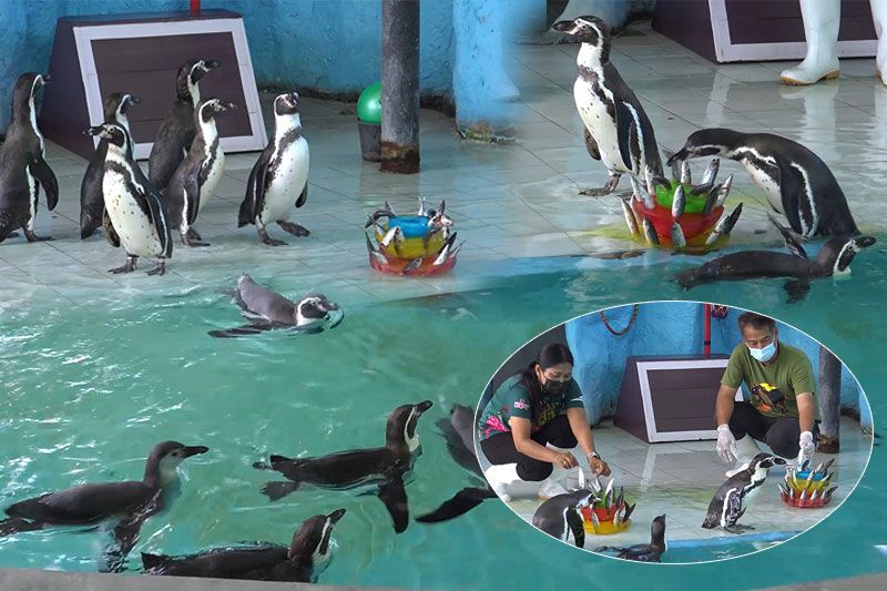 25เมษายน'วันเพนกวินโลก' สวนสัตว์สงขลาไลฟ์สด จัดเค้กน้ำแข็งปลาทูฉลอง