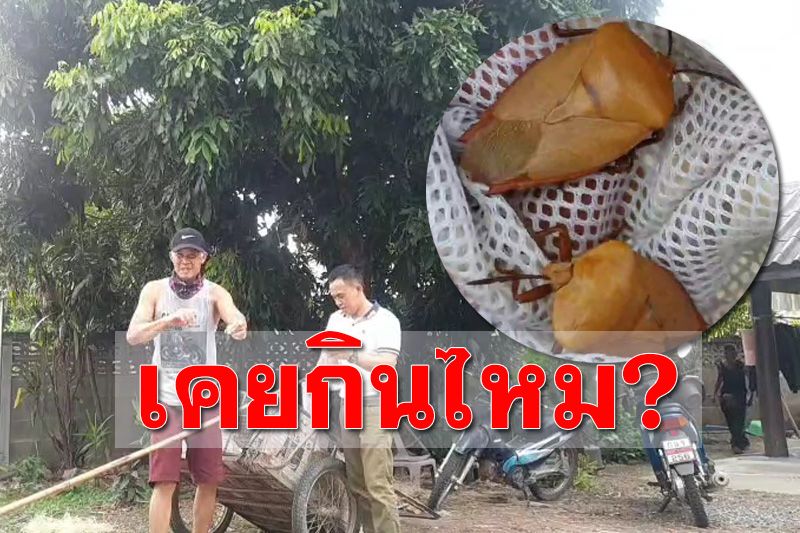 ‘แมงแกง’ เมนูอาหารแปลก 1 ปี มีกินครั้งเดียว