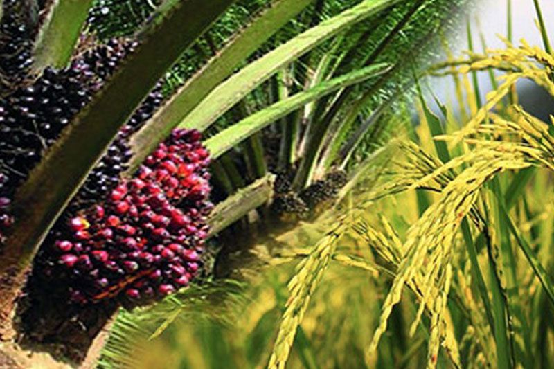 บทความพิเศษ : รัฐบาลกำลังปล่อยให้ภาคเกษตรล่มสลายท่ามกลางโควิด-19