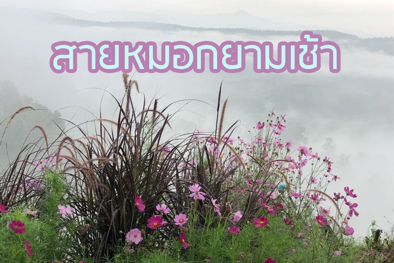 สูดลมหายใจเต็มปอด! ชมสายหมอก-ดอกไม้สวยที่นาแห้ว