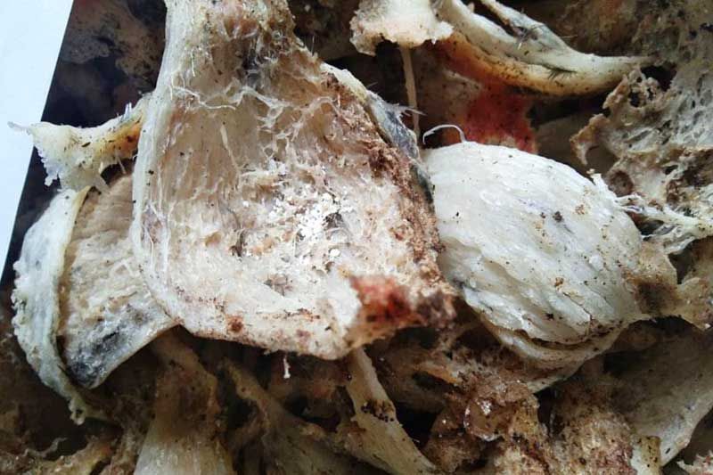 ประมูลสัมปทานเก็บ‘รังนกอีแอ่น’พัทลุงหงอย ไม่มีผู้ซื้อซอง