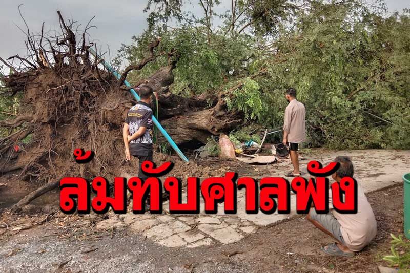 พายุพัดต้นมะขามกว่า300ปีล้มทับศาลเจ้าแม่พังชาวบ้านขอ3ตัวถูกสร้างให้ใหม่
