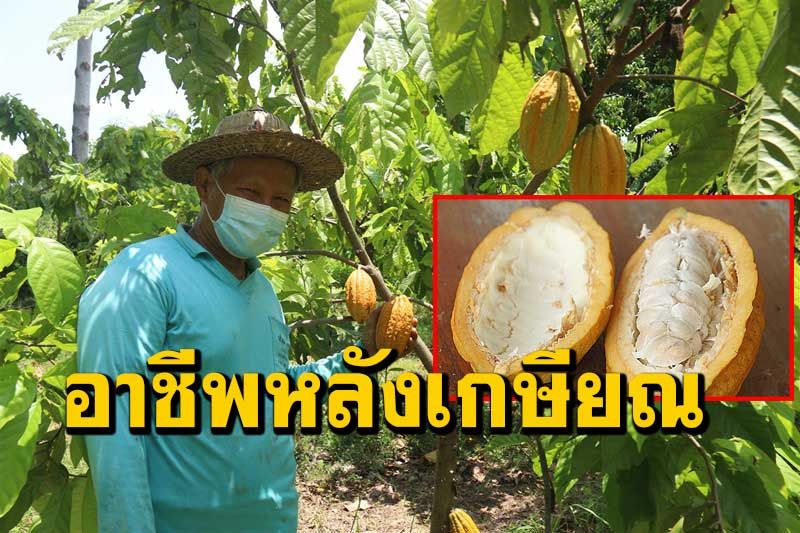 อดีตข้าราชการชลประทานผันตัวเองหลังเกษียณปลูกโกโก้พืชทางเลือกใหม่