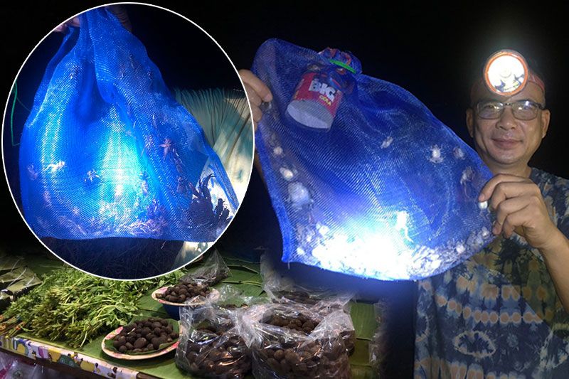 ย่างเข้าเดือนหกฝนตกชุ่มฉ่ำ! ชาวบ้านออกส่อง'กบเขียด' ส่งขายตลาดของป่า