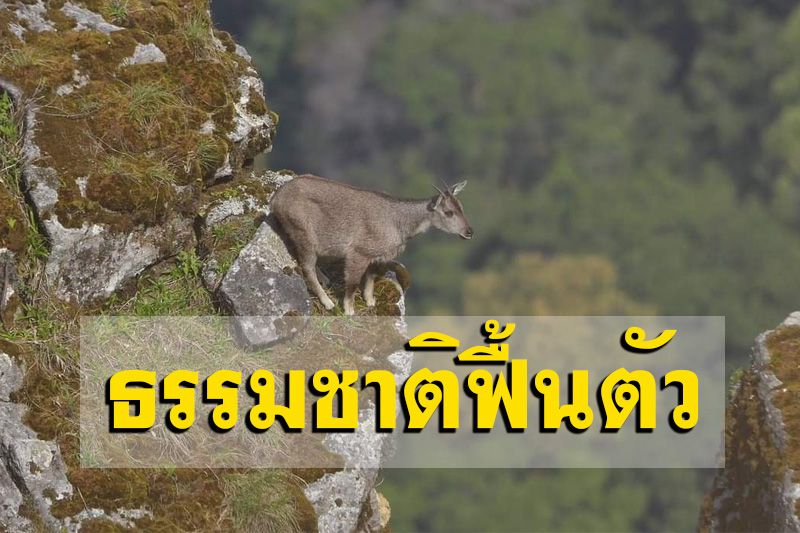 หาชมยาก! กวางผา 'ม้าเทวดา' โชว์ตัวเส้นทางศึกษาธรรมชาติกิ่วแม่ปาน