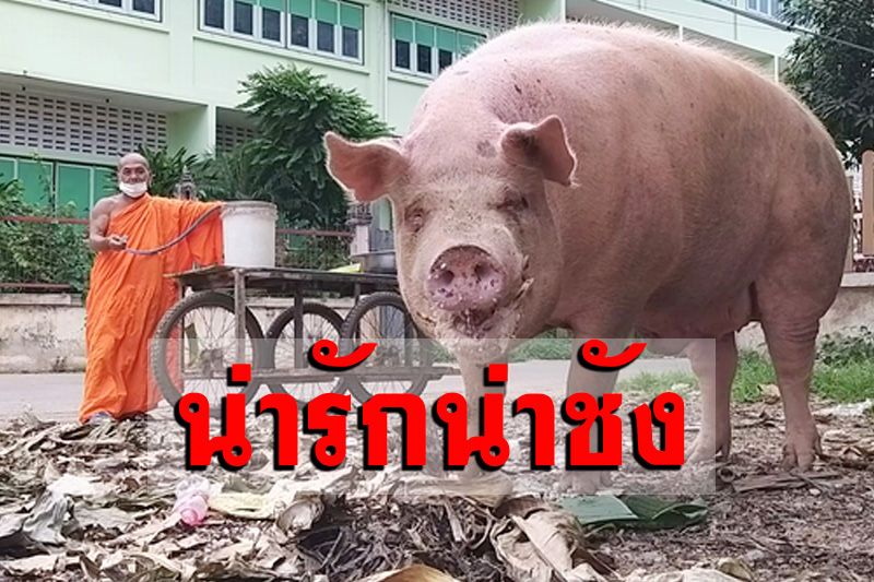 'พระวัดคูหาสุวรรณ' รับเลี้ยงหมู 2 ตัว โดดจากรถหนีโรงเชือดขุนจนอ้วนน่ารักน่าชัง