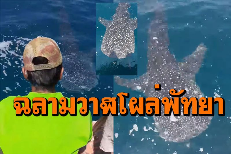 หนุ่มตกปลาตื่นเต้น!  เจอ'ฉลามวาฬ'โผล่เกาะไผ่ทะเลพัทยา ว่ายน้ำเล่นข้างเรือ (ชมคลิป)
