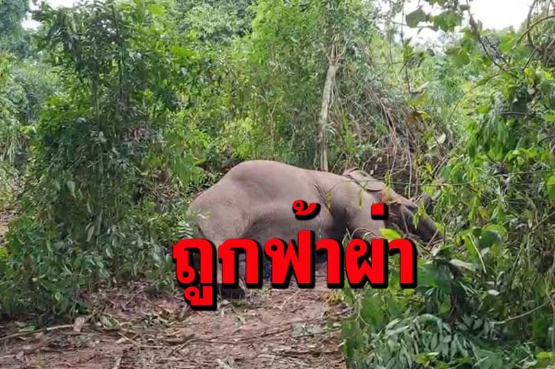 สุดเศร้า! ฝนกระหน่ำฟ้าผ่า 'พังบุญครอง' ช้างนำเที่ยวอายุ 40 ปีล้มกลางป่า